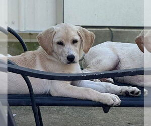 Labralas Dogs for adoption in Attalka, AL, USA