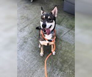 Siberian Husky Dogs for adoption in Woodland, CA, USA