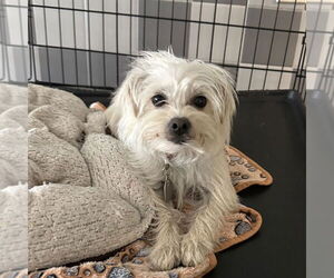Mutt Dogs for adoption in Chico, CA, USA