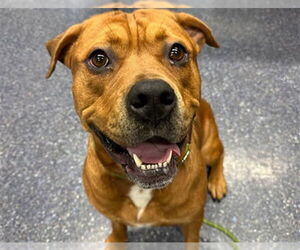 Mastiff-Unknown Mix Dogs for adoption in Anchorage, AK, USA