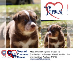 Australian Shepherd-German Shepherd Dog Mix Dogs for adoption in Lillian, TX, USA