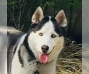 Siberian Husky Dogs for adoption in Amherst, MA, USA