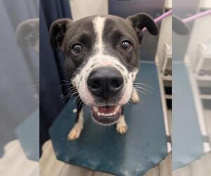 Bulldog Dogs for adoption in Mobile, AL, USA