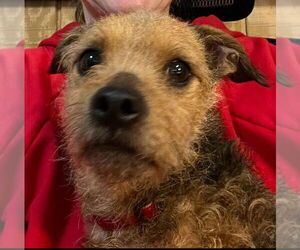 Mutt Dogs for adoption in Gulfport, MI, USA