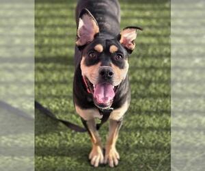Rottweiler-Unknown Mix Dogs for adoption in Las Vegas, NV, USA