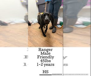 Labrador Retriever-Unknown Mix Dogs for adoption in Plainfield, IL, USA