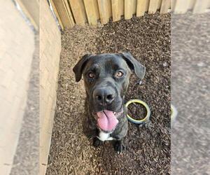 Mutt Dogs for adoption in London, Ontario, Canada