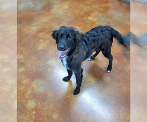 Mutt Dogs for adoption in Granbury, TX, USA