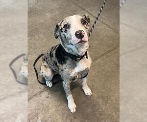 Catahoula Leopard Dog-Unknown Mix Dogs for adoption in Tavares, FL, USA