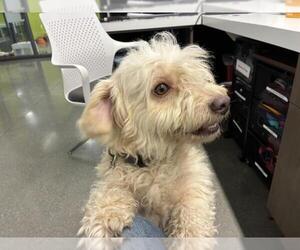 Maltipoo (Miniature) Dogs for adoption in San Martin, CA, USA