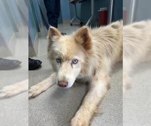 Siberian Husky-Unknown Mix Dogs for adoption in Newton, NC, USA