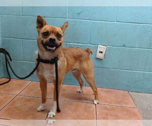 Chihuahua-Unknown Mix Dogs for adoption in Downey, CA, USA