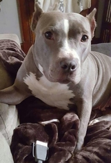 American Staffordshire Terrier Dogs for adoption in Germantown, OH, USA