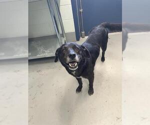 Australian Shepherd-Unknown Mix Dogs for adoption in Corpus Christi, TX, USA