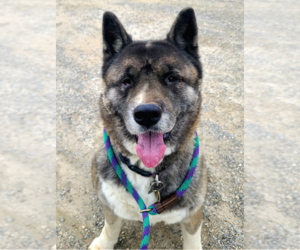 Akita Dogs for adoption in Romoland, CA, USA