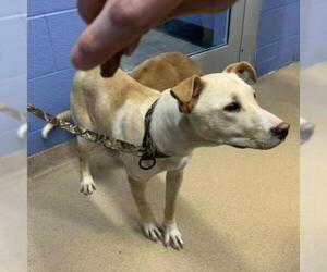 Mutt Dogs for adoption in Zanesville, OH, USA
