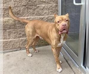 Mutt Dogs for adoption in Aurora, IL, USA