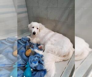 Great Pyrenees Dogs for adoption in Detroit Lakes, MN, USA