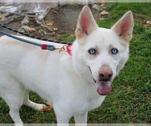 German Shepherd Dog-Unknown Mix Dogs for adoption in Martinez, CA, USA