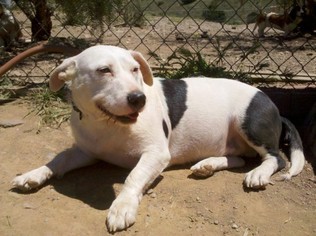 Medium Photo #1 Basset Hound-Unknown Mix Puppy For Sale in Porter Ranch, CA, USA
