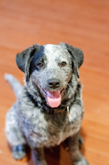 Mutt Dogs for adoption in Lakeport, CA, USA