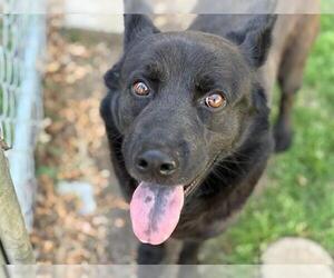 German Shepherd Dog Dogs for adoption in Tulsa, OK, USA