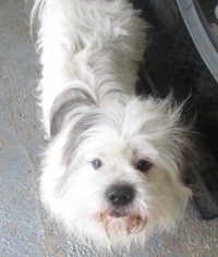 Medium Photo #1 Lhasa Apso-Unknown Mix Puppy For Sale in Von Ormy, TX, USA