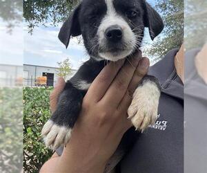 Labrador Retriever-Unknown Mix Dogs for adoption in Houston, TX, USA