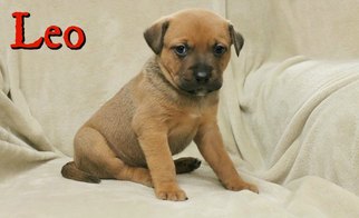 Labrador Retriever-Unknown Mix Dogs for adoption in Houston, MO, USA