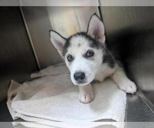 Siberian Husky Dogs for adoption in Pasadena, CA, USA