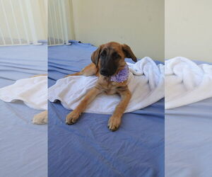 Black Mouth Cur-Unknown Mix Dogs for adoption in McKinney, TX, USA