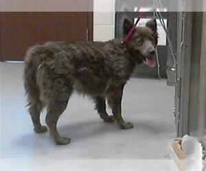 Australian Shepherd-Unknown Mix Dogs for adoption in Fayetteville, NC, USA