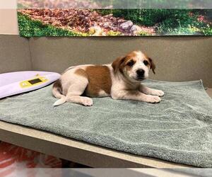 German Shepherd Dog-Unknown Mix Dogs for adoption in Moreno Valley, CA, USA