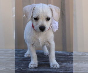 Chihuahua-Unknown Mix Dogs for adoption in Bandera, TX, USA