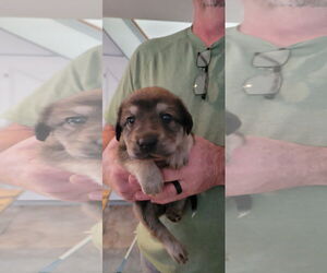 Labrador Retriever-Unknown Mix Dogs for adoption in The Woodlands, TX, USA