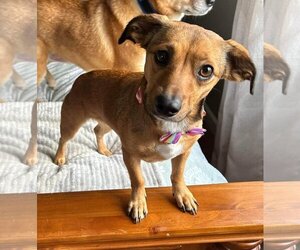 Chiweenie Dogs for adoption in Germantown, OH, USA