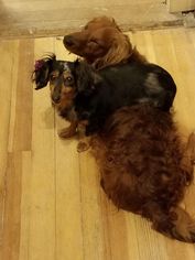 Dachshund Dogs for adoption in Ridgefield, CT, USA