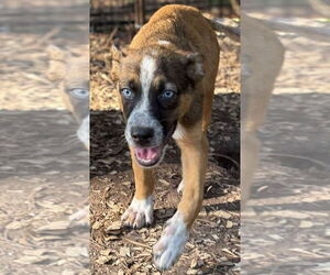 Mutt Dogs for adoption in Oak Bluffs, MA, USA