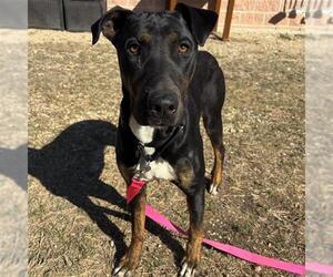 Labrador Retriever-Unknown Mix Dogs for adoption in San Antonio, TX, USA