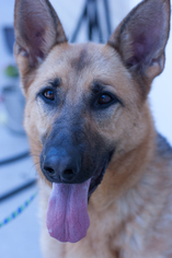 German Shepherd Dog-Unknown Mix Dogs for adoption in Potsdam, NY, USA