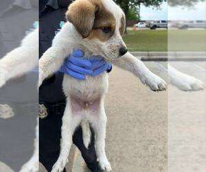 Labrador Retriever-Unknown Mix Dogs for adoption in Houston, TX, USA