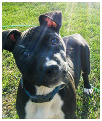 American Pit Bull Terrier Dogs for adoption in Clayton, CA, USA
