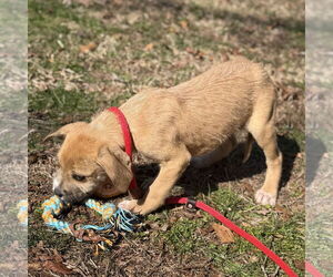 Labrador Retriever-Unknown Mix Dogs for adoption in Yardley, PA, USA