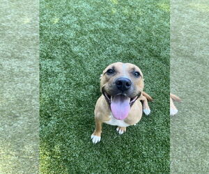 Mutt Dogs for adoption in Hilton Head, SC, USA