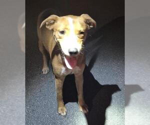 Mutt Dogs for adoption in San Antonio, TX, USA