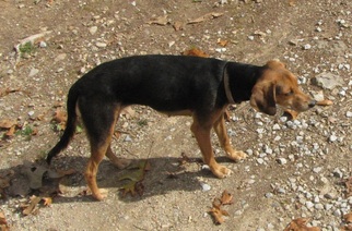 Medium Photo #1 Beagle-Unknown Mix Puppy For Sale in Mountain Home, AR, USA