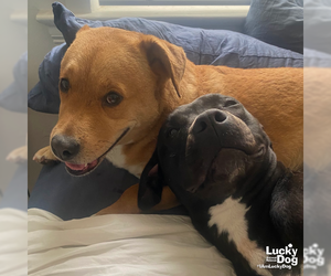 Mutt Dogs for adoption in Washington, DC, USA