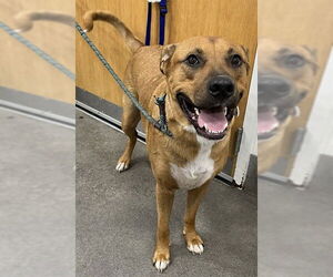 German Shepherd Dog-Unknown Mix Dogs for adoption in Forestville, MD, USA