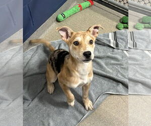 Mutt Dogs for adoption in Sterling, MA, USA