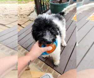 Poodle (Standard) Dogs for adoption in Scottsboro, AL, USA